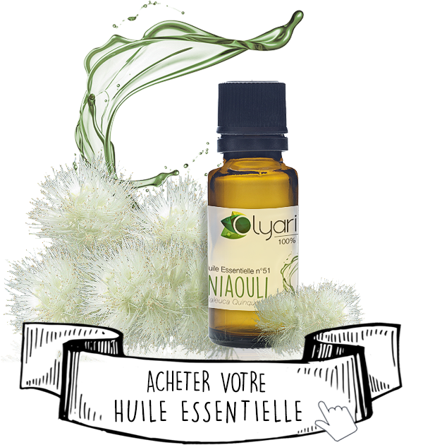 Huile Essentielle de Niaouli : le Guide Complet par Olyaris